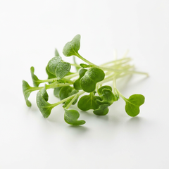 Broccoli Sprout